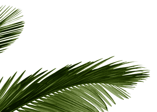 palm leaf