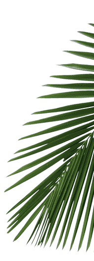 palm leaf